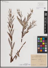 Foto von Salix eleagnos Scop.